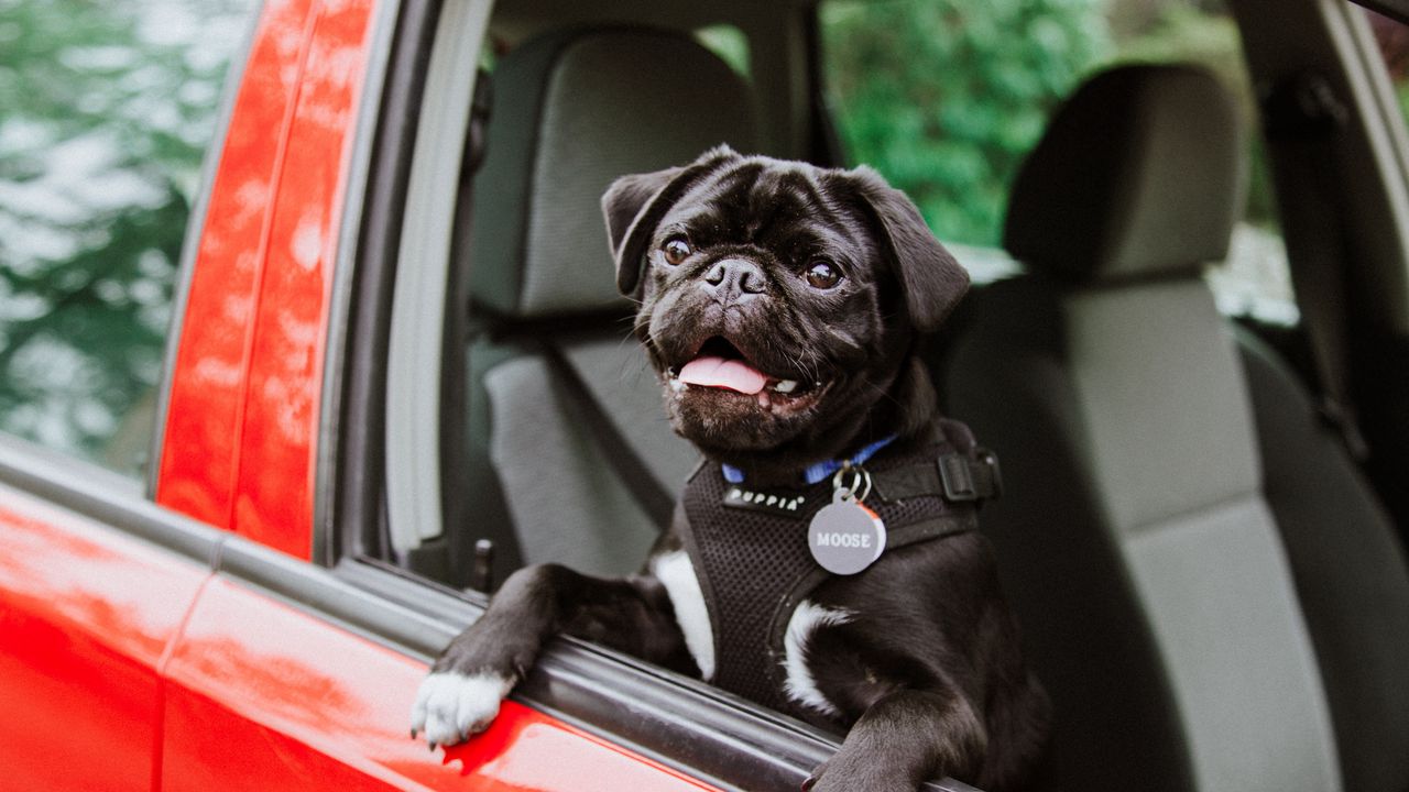 Wallpaper pug, dog, tongue protruding, black