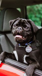 Preview wallpaper pug, dog, tongue protruding, black