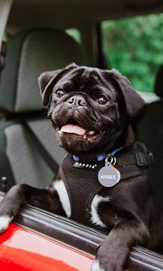 Preview wallpaper pug, dog, tongue protruding, black