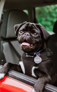 Preview wallpaper pug, dog, tongue protruding, black