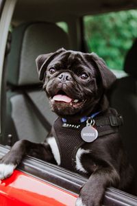 Preview wallpaper pug, dog, tongue protruding, black