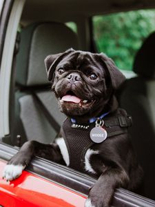 Preview wallpaper pug, dog, tongue protruding, black