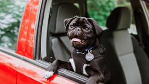 Preview wallpaper pug, dog, tongue protruding, black