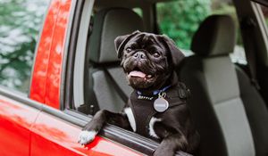 Preview wallpaper pug, dog, tongue protruding, black