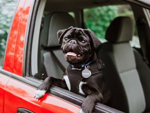 Preview wallpaper pug, dog, tongue protruding, black