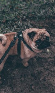 Preview wallpaper pug, dog, walk, leash