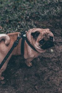 Preview wallpaper pug, dog, walk, leash