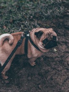 Preview wallpaper pug, dog, walk, leash