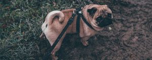 Preview wallpaper pug, dog, walk, leash