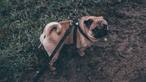 Preview wallpaper pug, dog, walk, leash