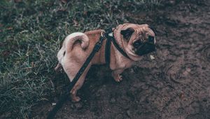 Preview wallpaper pug, dog, walk, leash