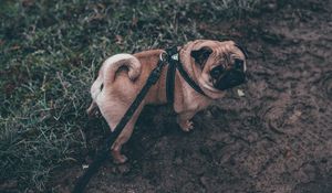 Preview wallpaper pug, dog, walk, leash