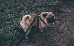 Preview wallpaper pug, dog, walk, leash