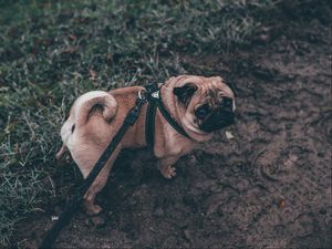 Preview wallpaper pug, dog, walk, leash