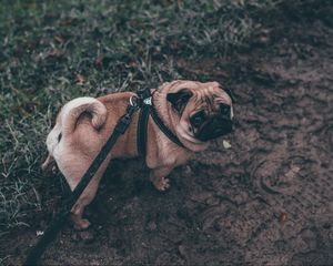 Preview wallpaper pug, dog, walk, leash