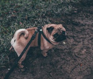 Preview wallpaper pug, dog, walk, leash