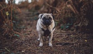 Preview wallpaper pug, dog, walk