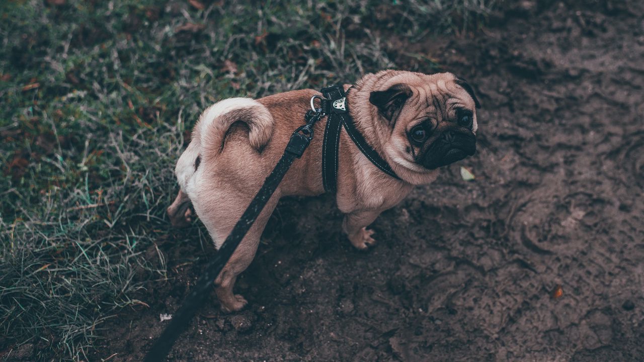 Wallpaper pug, dog, walk, leash hd, picture, image