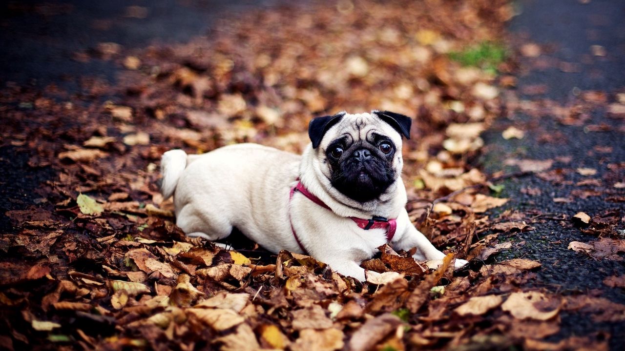 Wallpaper pug, dogs, leash, foliage, autumn, lie