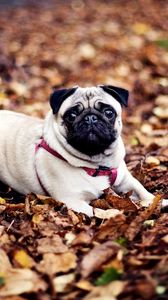 Preview wallpaper pug, dogs, leash, foliage, autumn, lie