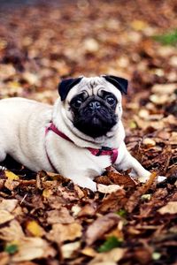 Preview wallpaper pug, dogs, leash, foliage, autumn, lie