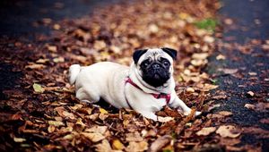 Preview wallpaper pug, dogs, leash, foliage, autumn, lie