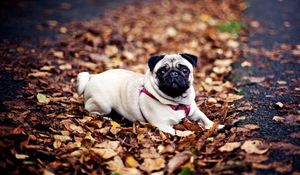 Preview wallpaper pug, dogs, leash, foliage, autumn, lie