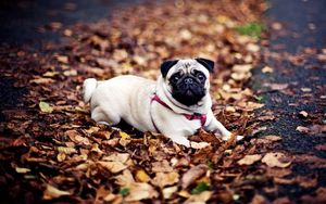 Preview wallpaper pug, dogs, leash, foliage, autumn, lie