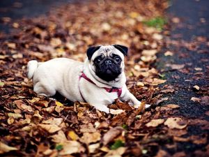 Preview wallpaper pug, dogs, leash, foliage, autumn, lie