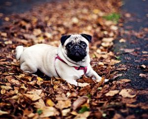 Preview wallpaper pug, dogs, leash, foliage, autumn, lie