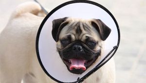 Preview wallpaper pug, elizabethan collar, dog, muzzle