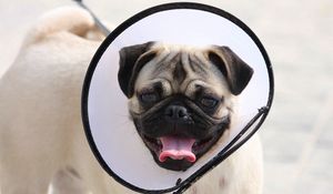 Preview wallpaper pug, elizabethan collar, dog, muzzle