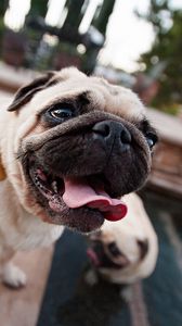 Preview wallpaper pug, face, dog, tongue, service