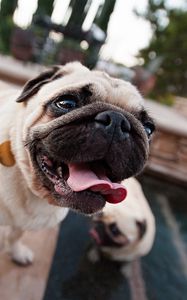 Preview wallpaper pug, face, dog, tongue, service