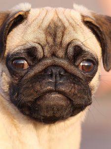 Preview wallpaper pug, face, eyes, puppy, dog