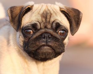 Preview wallpaper pug, face, eyes, puppy, dog