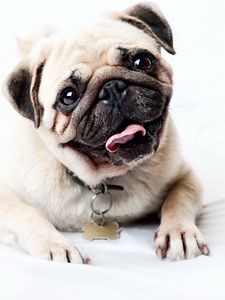Preview wallpaper pug, face, happy, look, puppy
