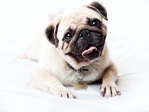 Preview wallpaper pug, face, happy, look, puppy