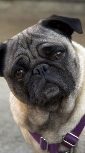 Preview wallpaper pug, face, inquisitive, collar