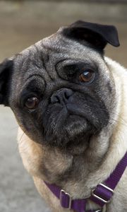 Preview wallpaper pug, face, inquisitive, collar