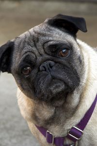Preview wallpaper pug, face, inquisitive, collar
