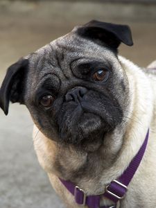 Preview wallpaper pug, face, inquisitive, collar