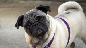 Preview wallpaper pug, face, inquisitive, collar