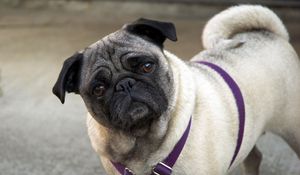 Preview wallpaper pug, face, inquisitive, collar