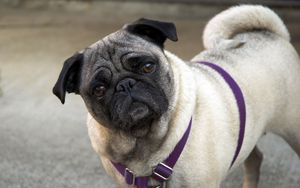 Preview wallpaper pug, face, inquisitive, collar