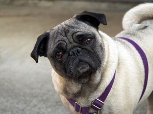 Preview wallpaper pug, face, inquisitive, collar