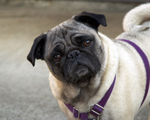 Preview wallpaper pug, face, inquisitive, collar