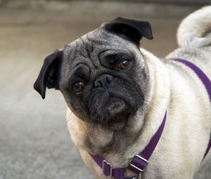 Preview wallpaper pug, face, inquisitive, collar