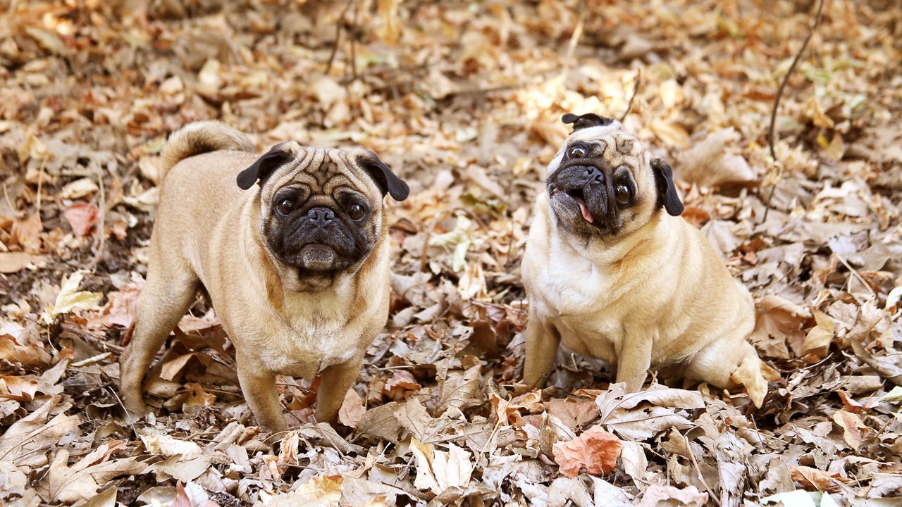 Wallpaper pug, foliage, dogs, funny