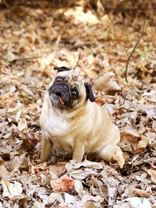 Preview wallpaper pug, foliage, dogs, funny